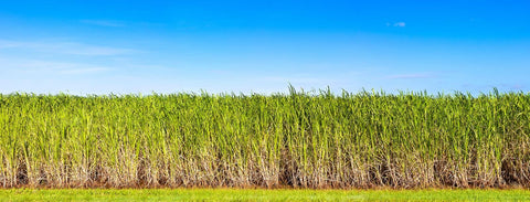 Sugar cane field