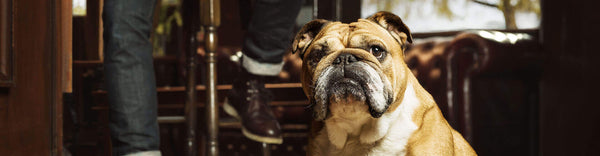 Cruelty Free Pilot Project Update